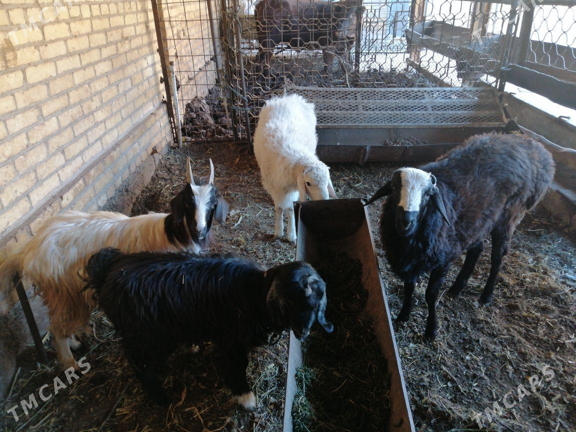 Kockar  serka - Türkmenabat - img 3