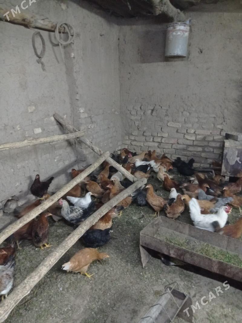 towuk - Sakarçäge - img 2