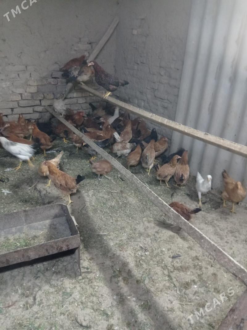 towuk - Sakarçäge - img 4