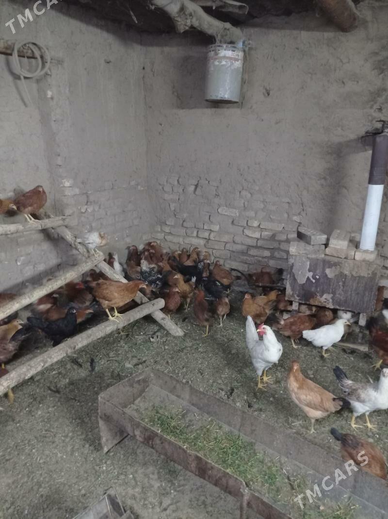 towuk - Sakarçäge - img 3