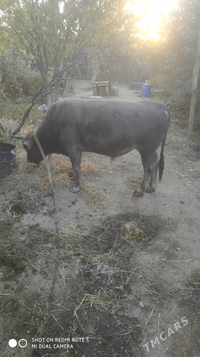 Öküz - Махтумкули - img 4