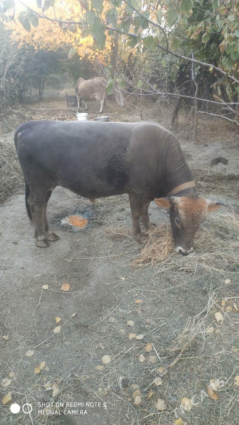 Öküz - Махтумкули - img 2