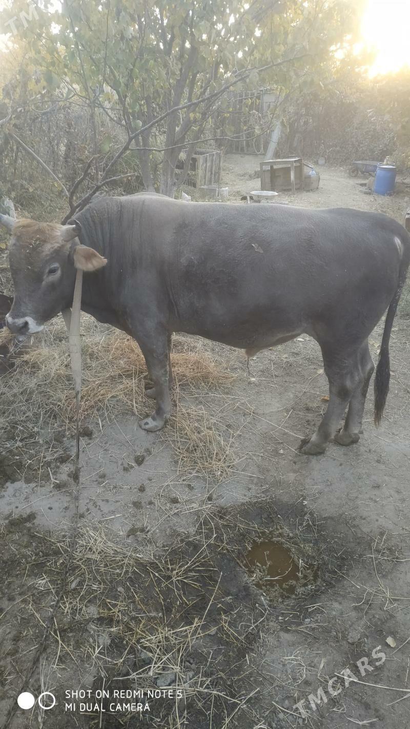 Öküz - Махтумкули - img 3