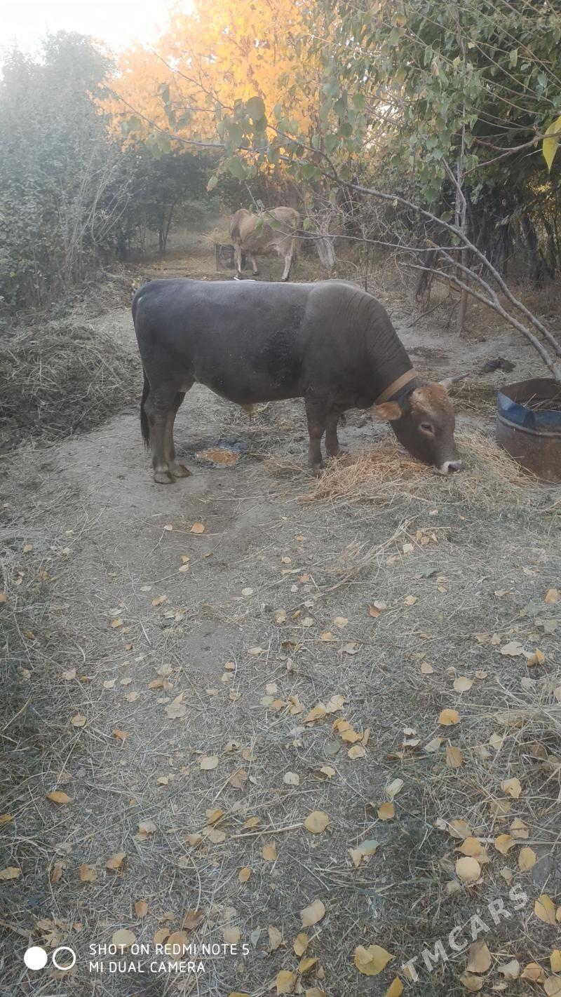 Öküz - Махтумкули - img 5