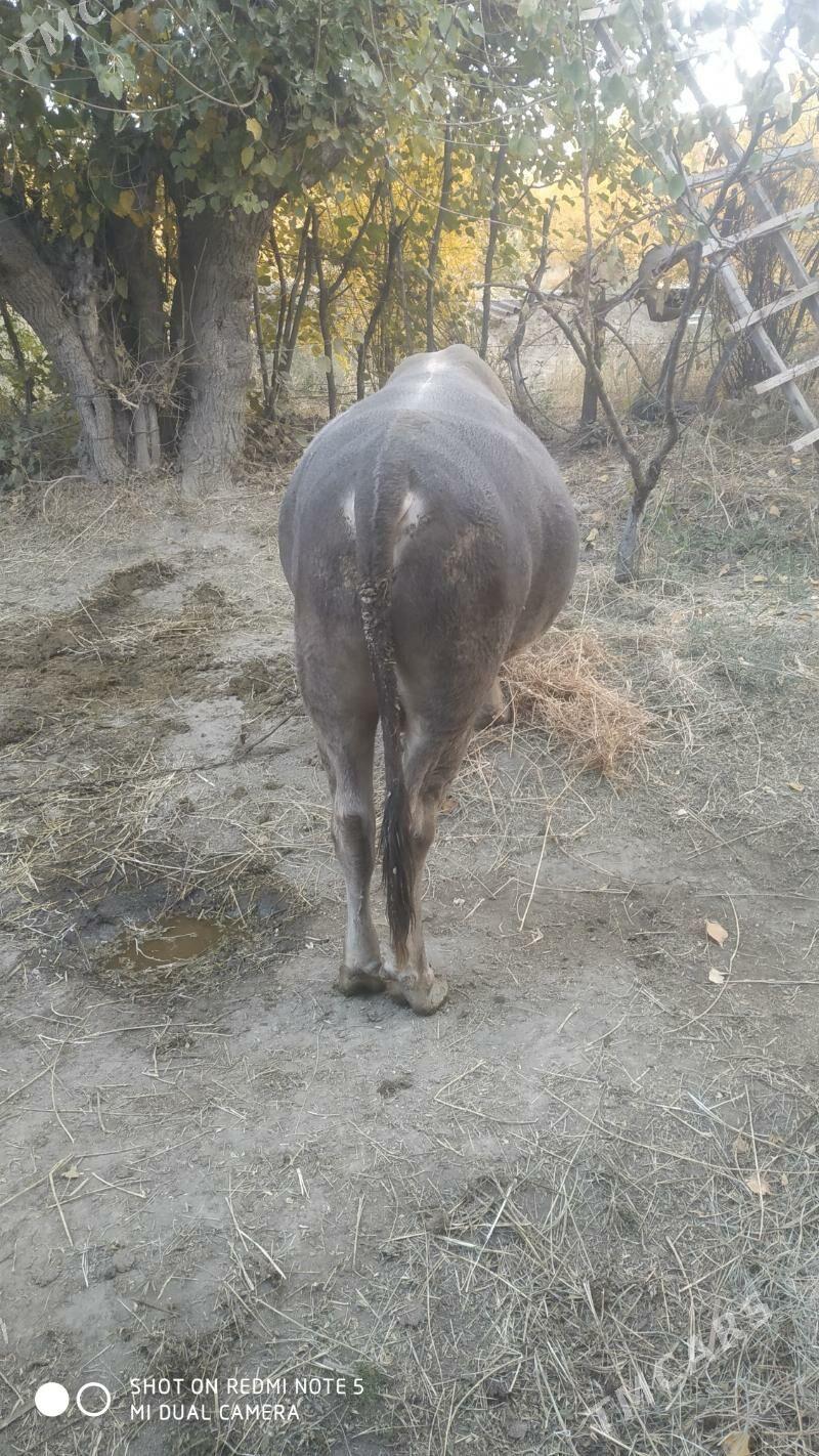 Öküz - Махтумкули - img 6