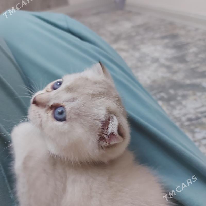 веслоухий котёнок - Aşgabat - img 6