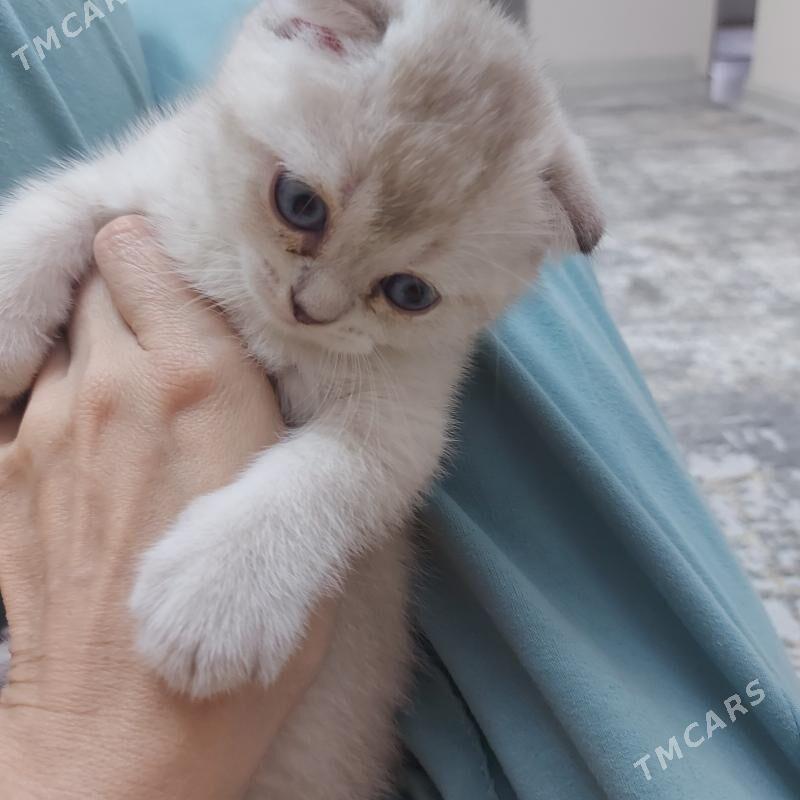 веслоухий котёнок - Aşgabat - img 2