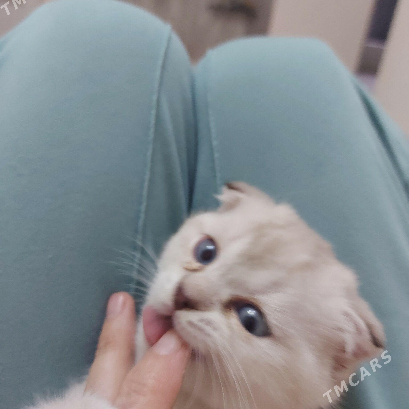 веслоухий котёнок - Aşgabat - img 3