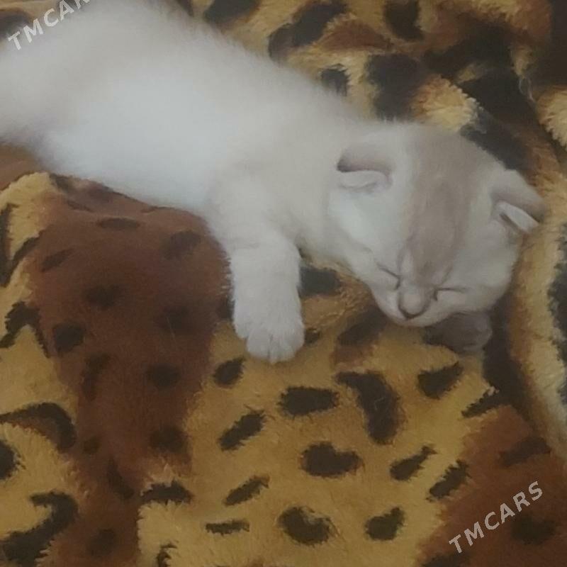 веслоухий котёнок - Aşgabat - img 9