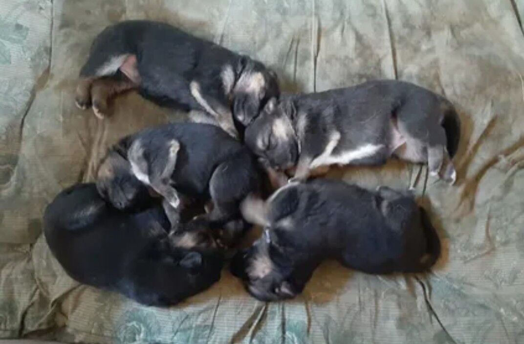 Афчарка Чага - Кёнеургенч - img 2