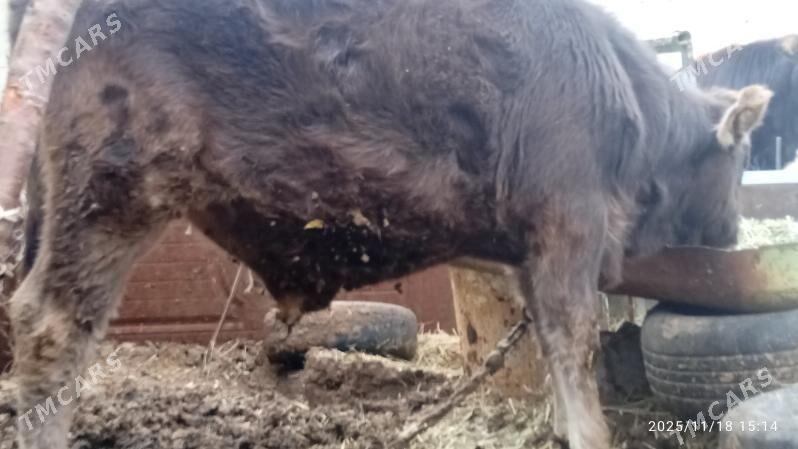 okuz,sygyr - Bäherden - img 4