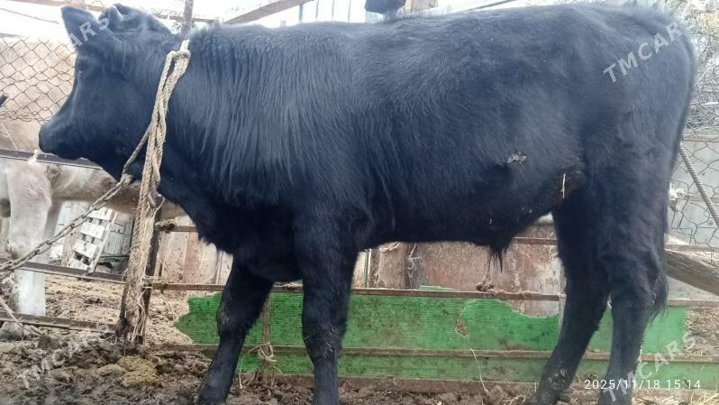 okuz,sygyr - Bäherden - img 2