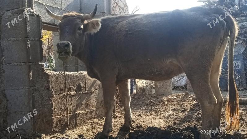 okuz,sygyr - Bäherden - img 6