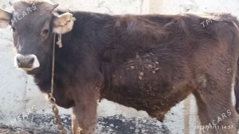 okuz,sygyr - Bäherden - img 3