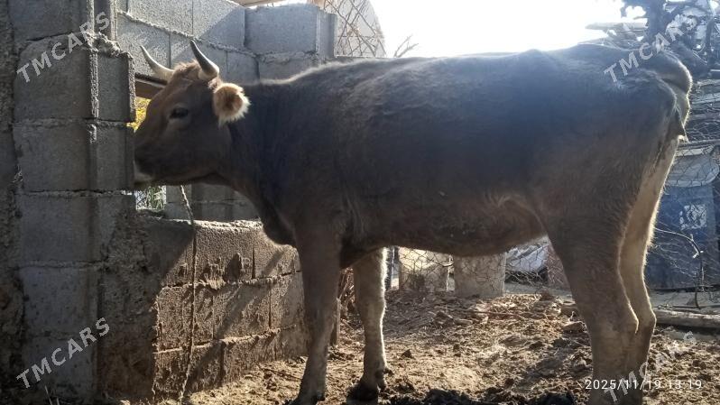 okuz,sygyr - Bäherden - img 5