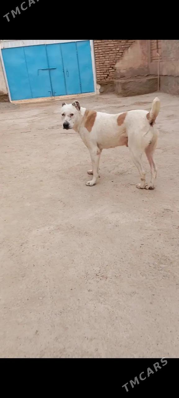 Kent - Tejen - img 3