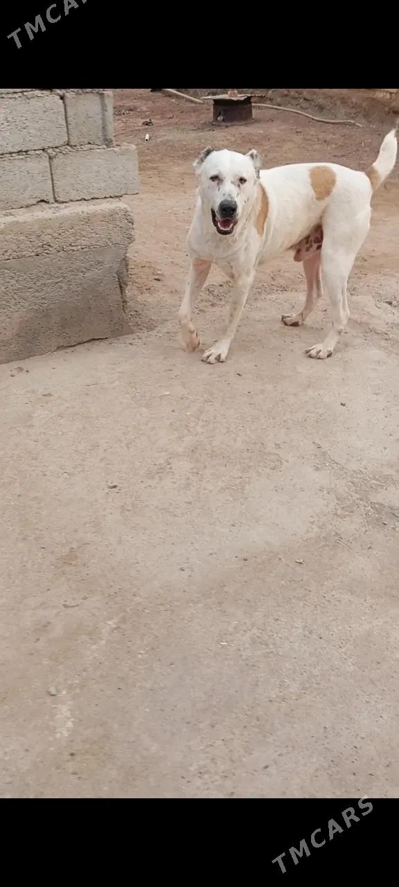 Kent - Tejen - img 2