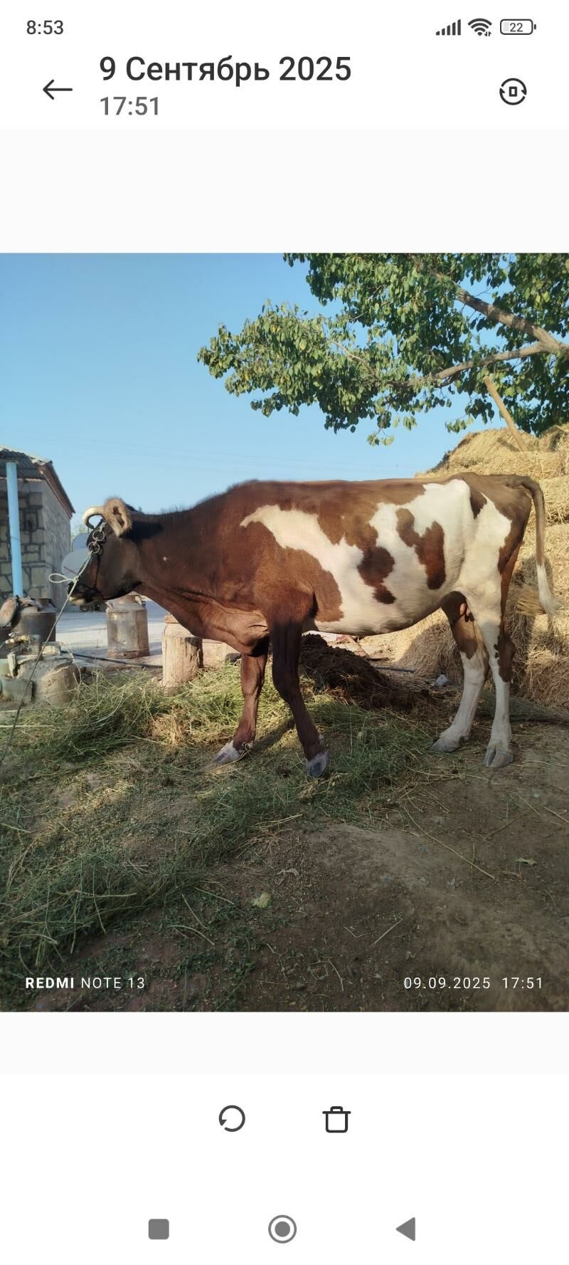 sygyr - Bäherden - img 4