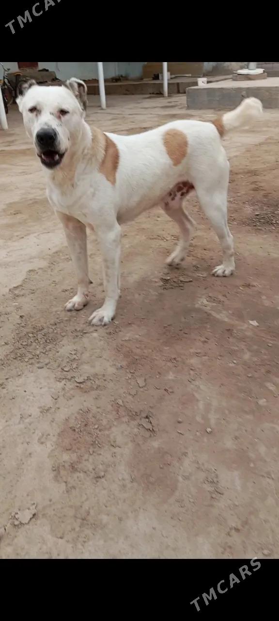 Kent - Tejen - img 4