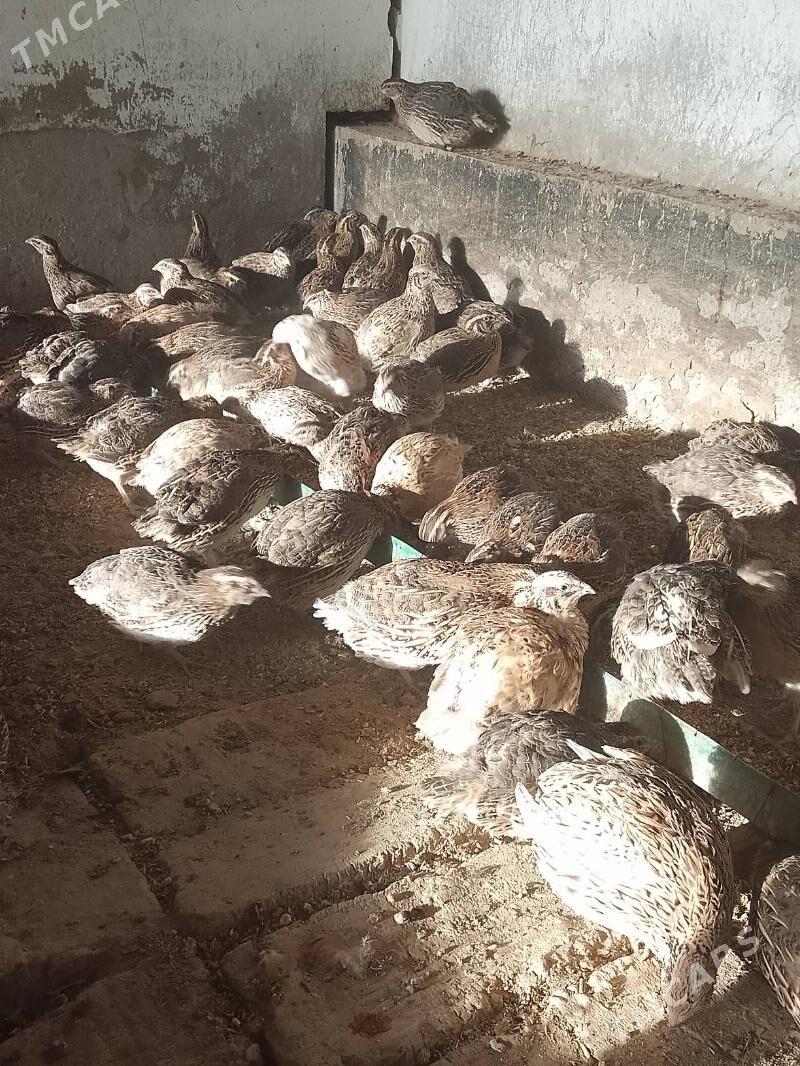 bedene - Мургап - img 2