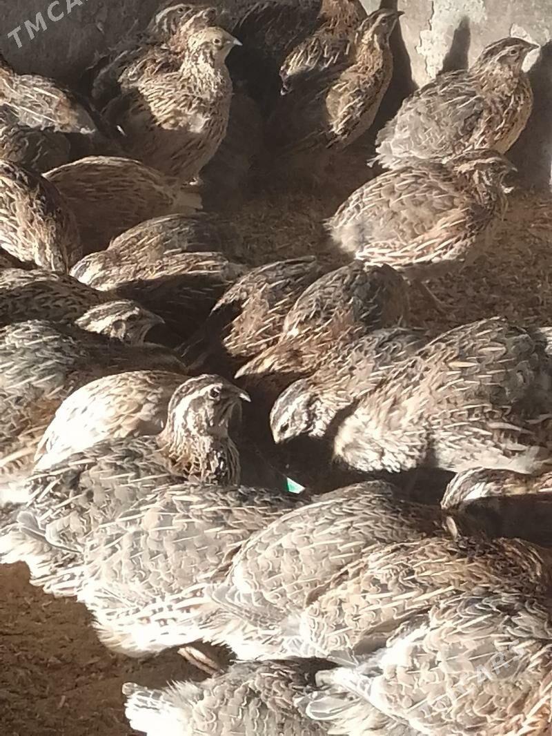 bedene - Мургап - img 3