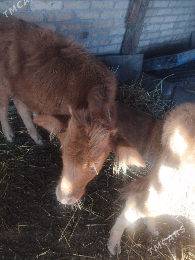 0kuz - Чарджоу - img 2