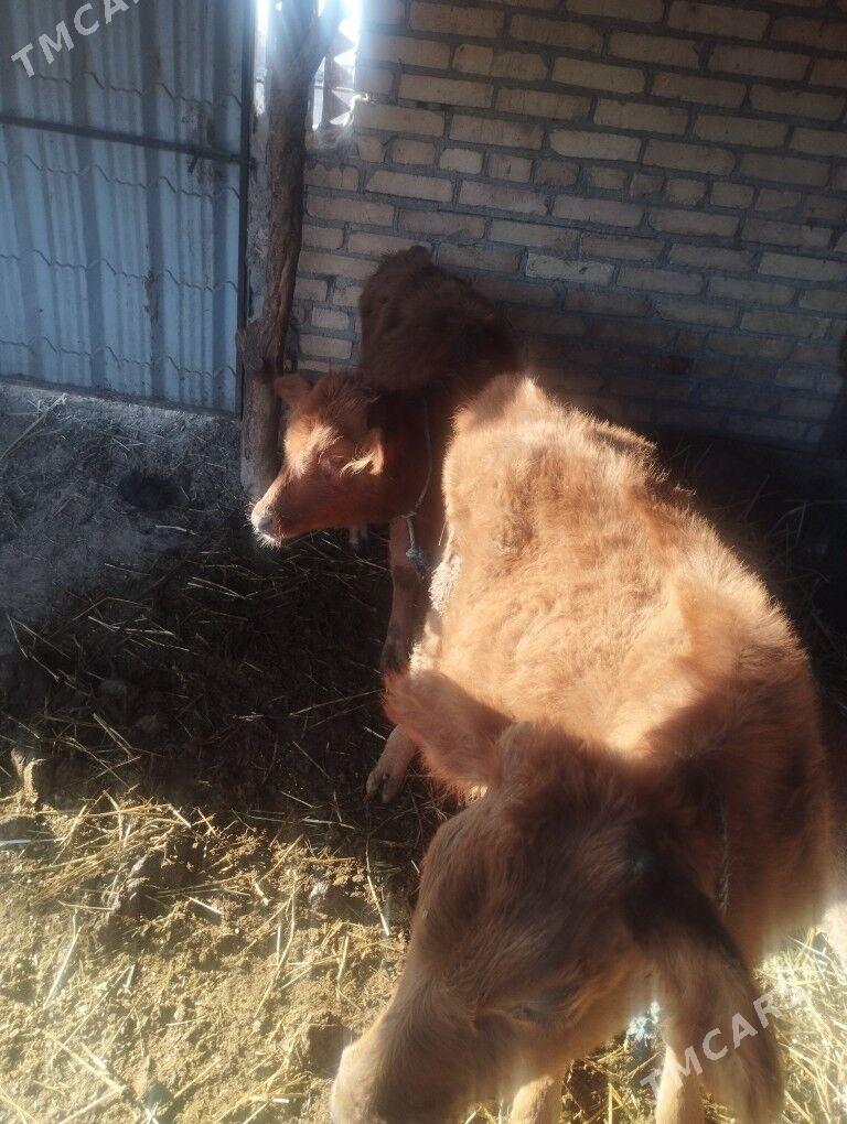 0kuz - Чарджоу - img 3