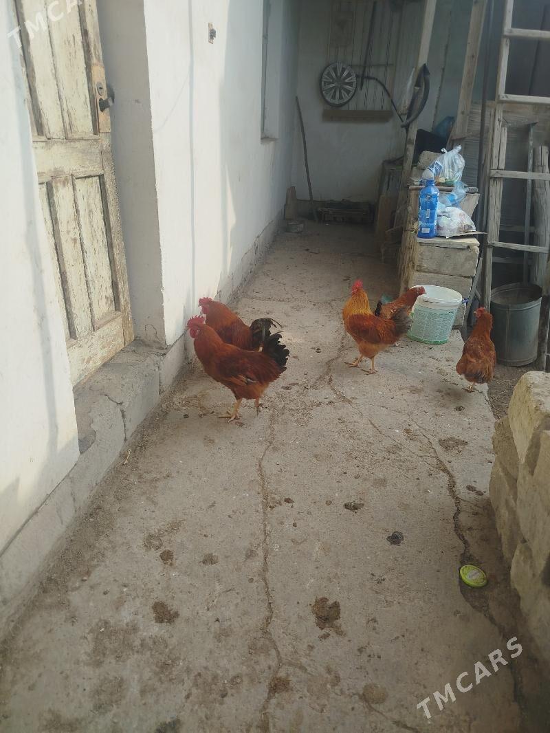 хораз - Дашогуз - img 3