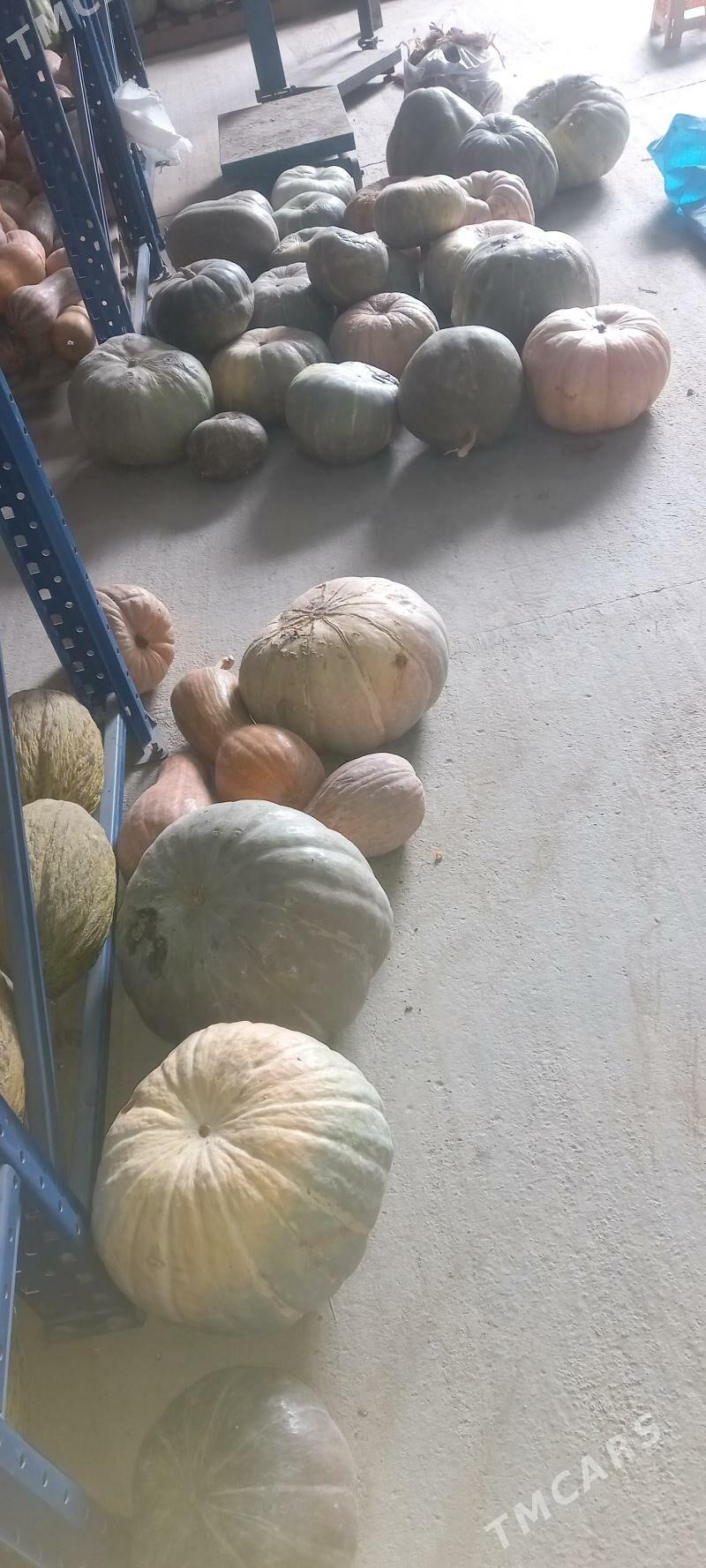 Kadi - Ашхабад - img 2