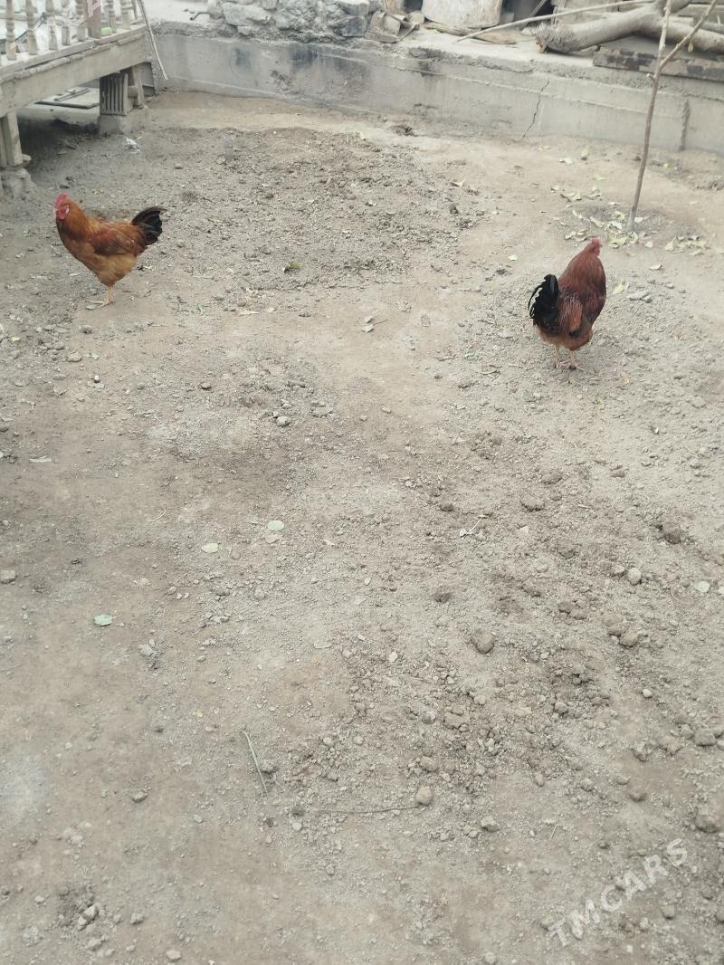 хораз - Дашогуз - img 2