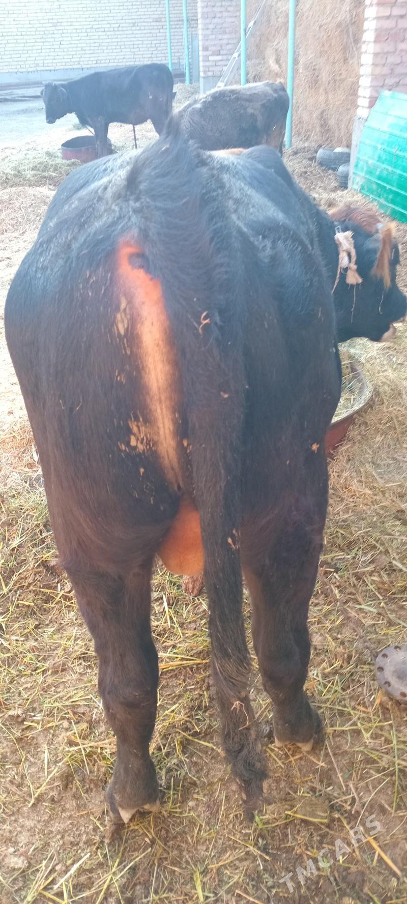 öküz - Бахарден - img 3