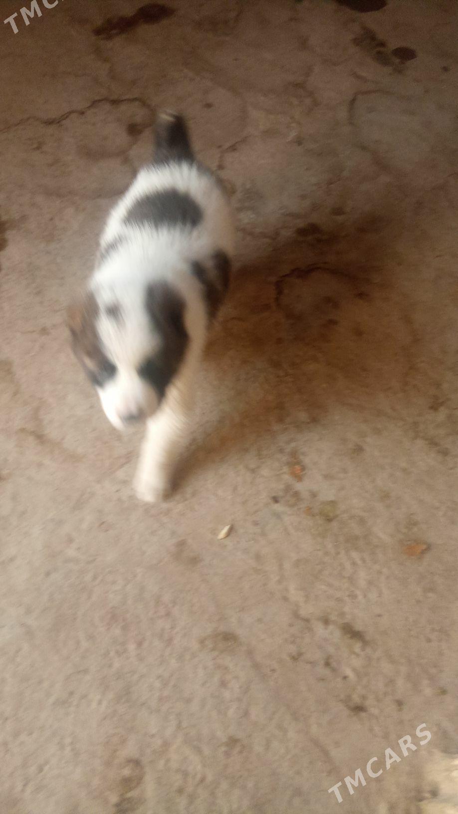 alabaý - Çärjew - img 1