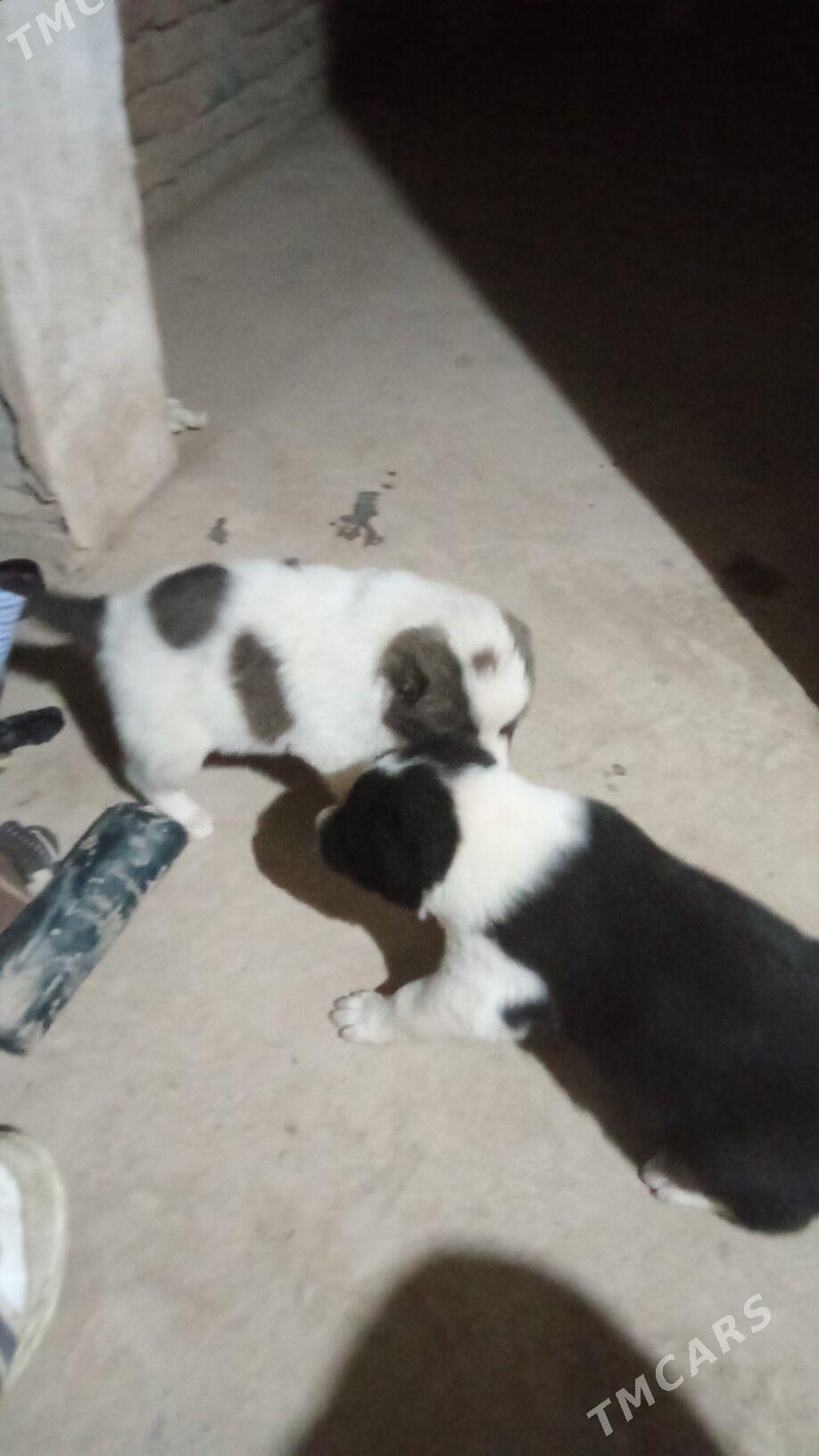 alabaý - Çärjew - img 4