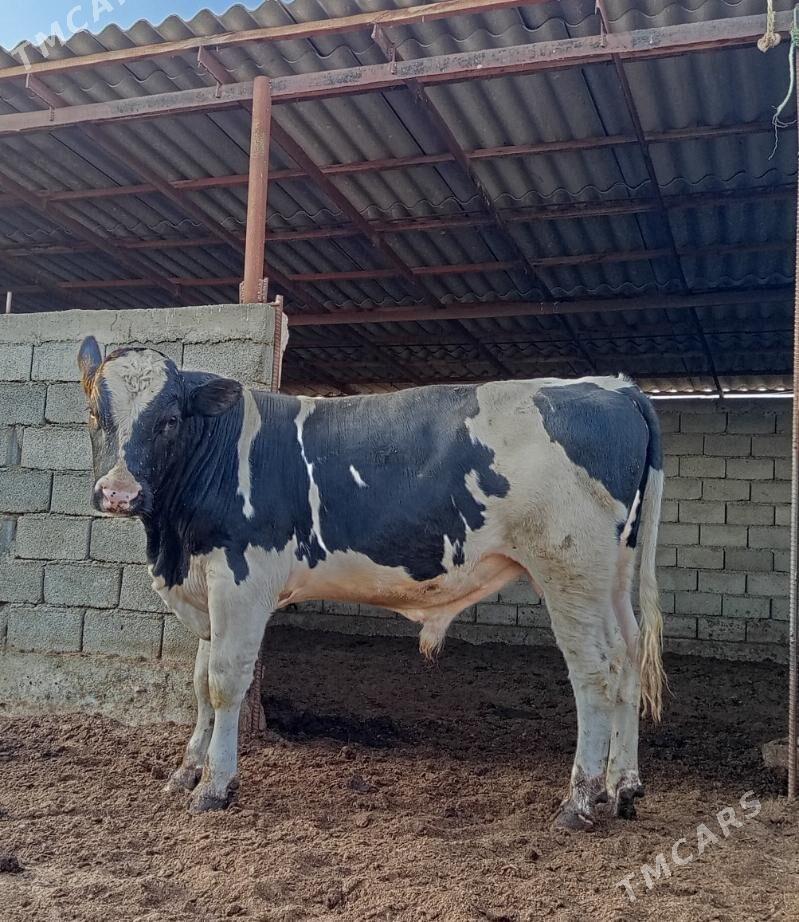 GALIŞDEÝIN ÖKÜZ - Гёкдепе - img 3