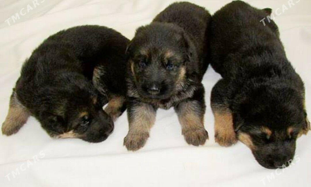 Овчарка - Кёнеургенч - img 3