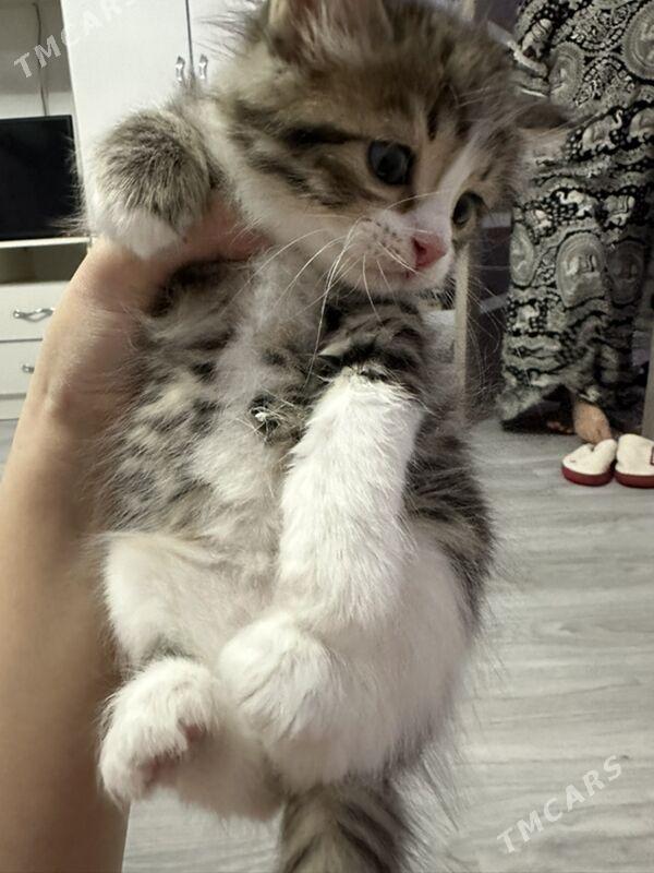 pisjekler - Aşgabat - img 4