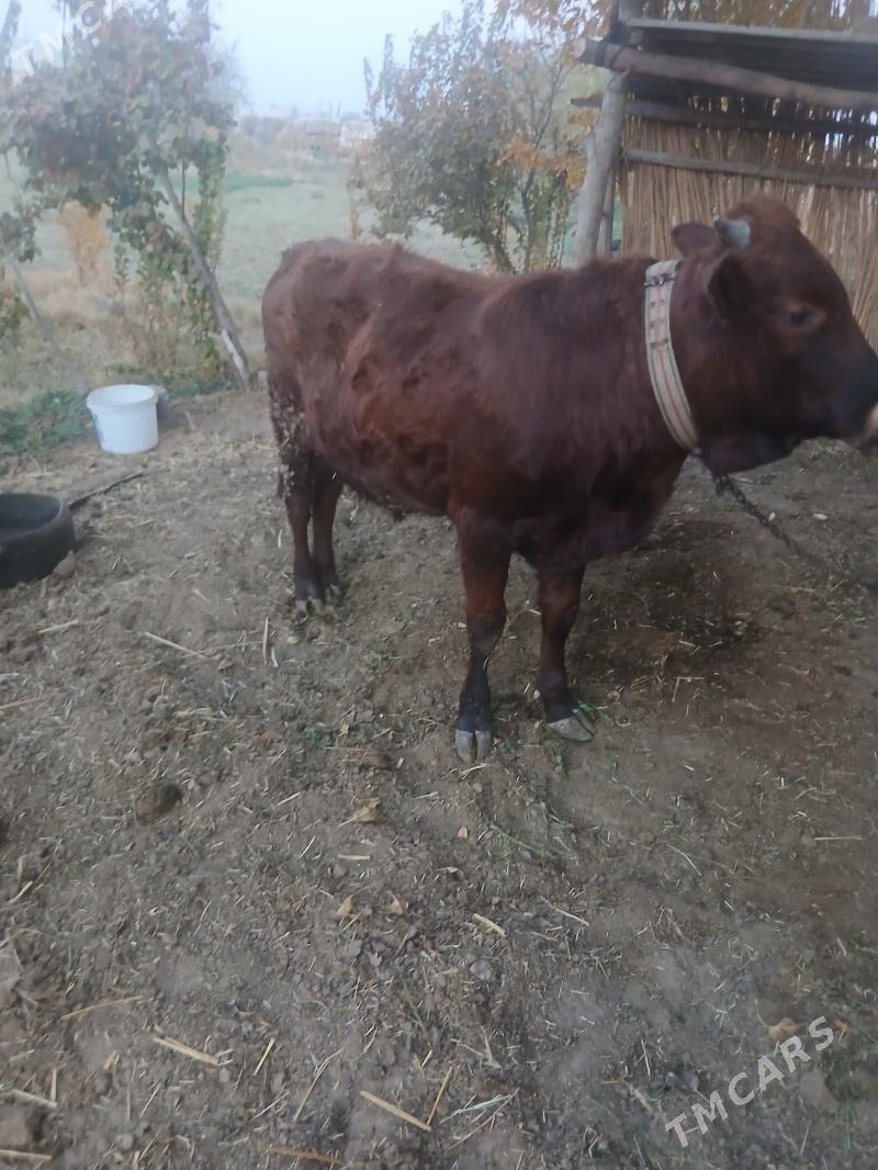 ОКУЗ - Sakarçäge - img 2