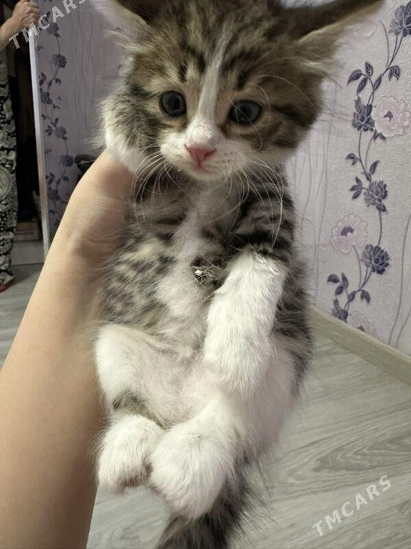 pisjekler - Aşgabat - img 3