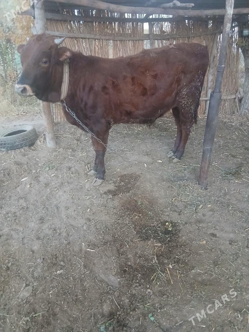 ОКУЗ - Sakarçäge - img 1