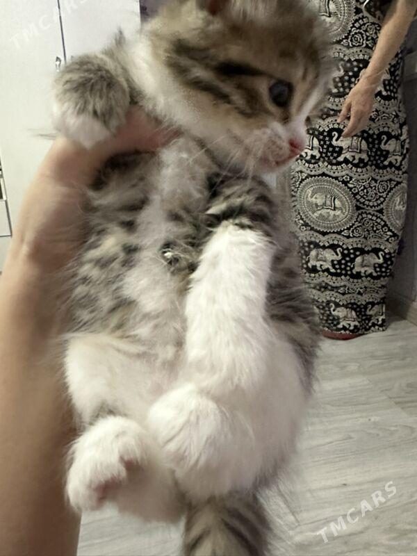 pisjekler - Aşgabat - img 6