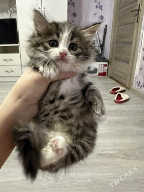 pisjekler - Aşgabat - img 2