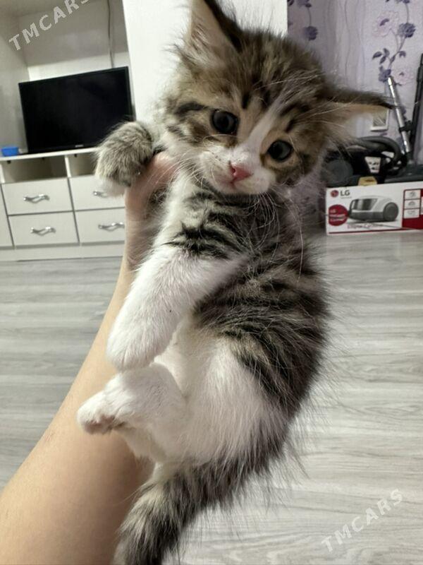 pisjekler - Aşgabat - img 5