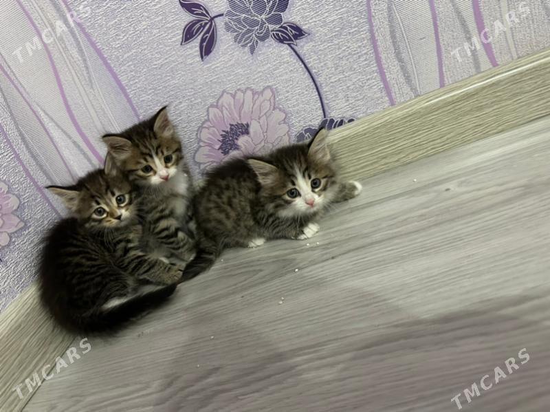 pisjekler - Aşgabat - img 7