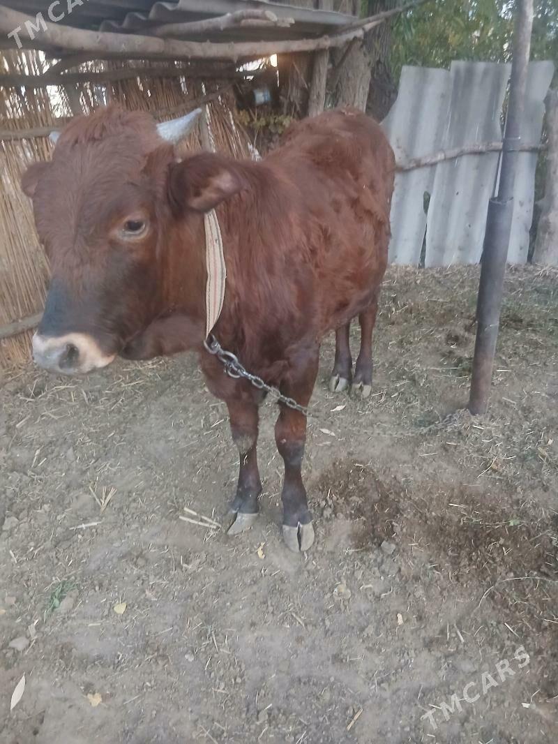 ОКУЗ - Sakarçäge - img 5