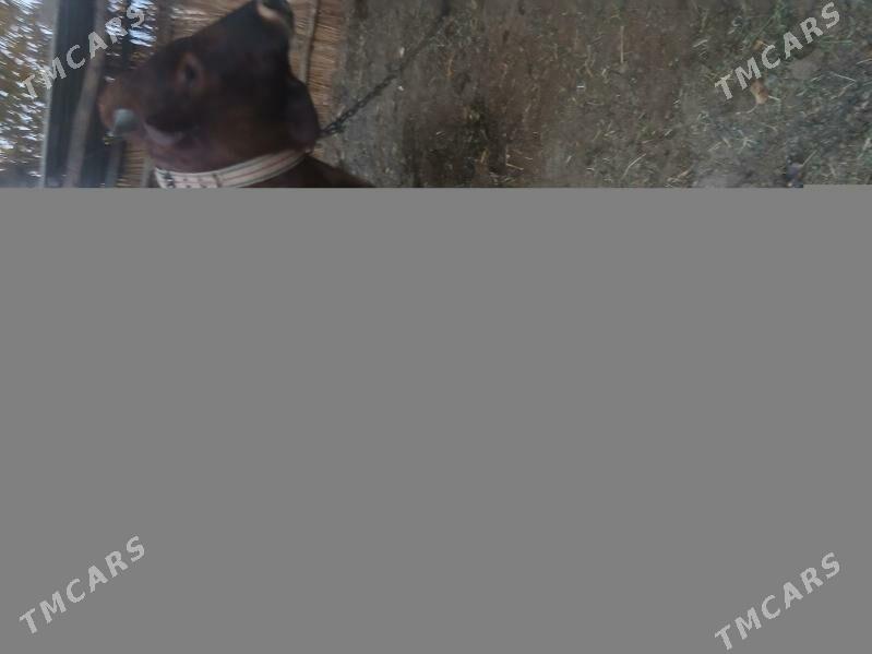 ОКУЗ - Sakarçäge - img 4