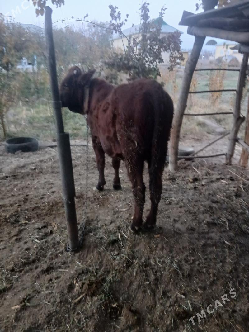 ОКУЗ - Sakarçäge - img 3