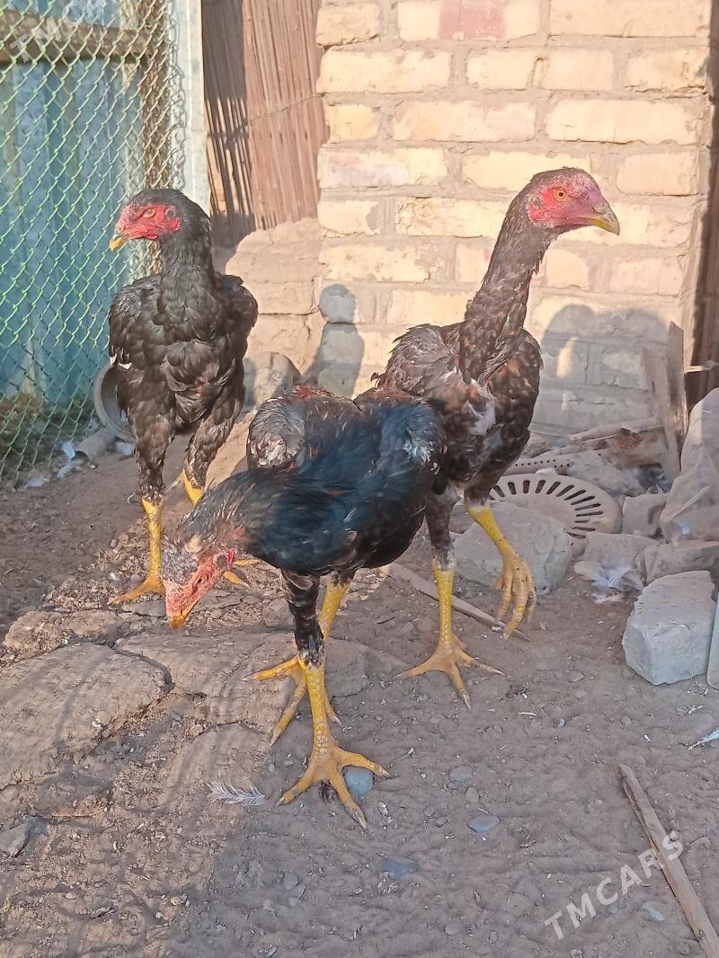 баес жужэ - Векильбазар - img 3