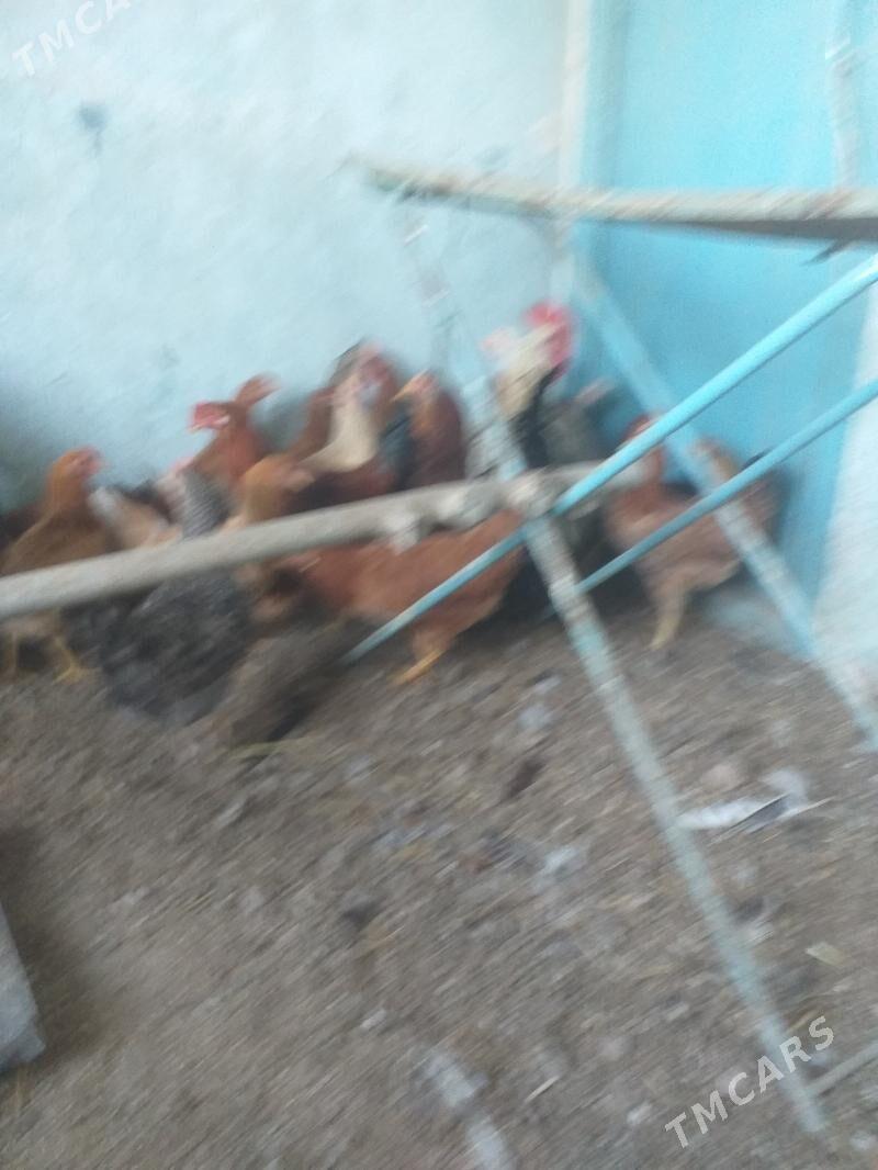 Towuk - Теджен - img 3