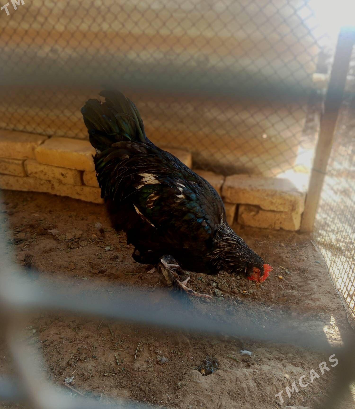 Horaz - Мары - img 2