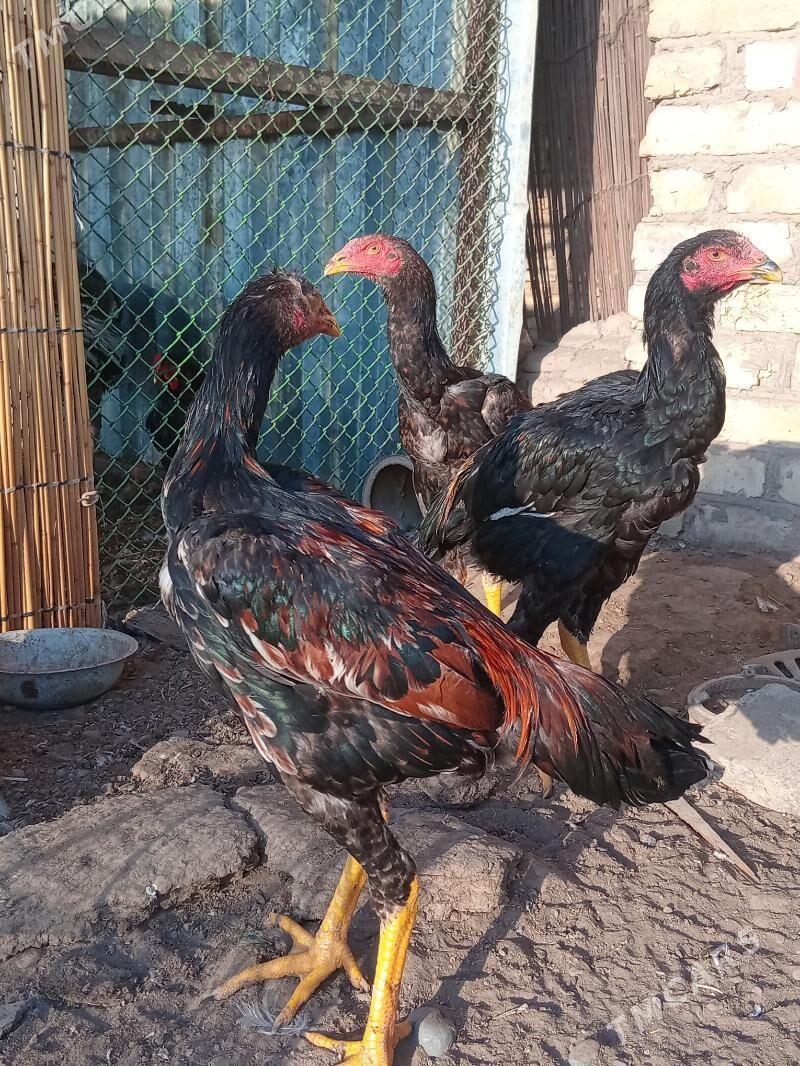 баес жужэ - Векильбазар - img 1